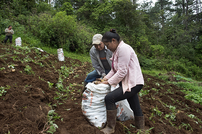 Proyecto “Luma Cuma Guaminá-Empoderando a las mujeres indígenas Lencas y Campesinas” desarrollado en Honduras, ejecutado por Oxfam Intermón y financiado por la AECID. Mujeres, jóvenes indígenas y campesinas han reactivado su economía diversificando sus medios de vida. Foto: © Miguel Lizana /AECID
